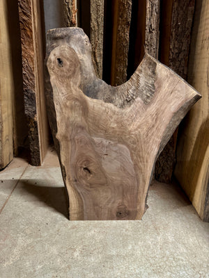 Backside of live edge walnut slab with crotch figure.