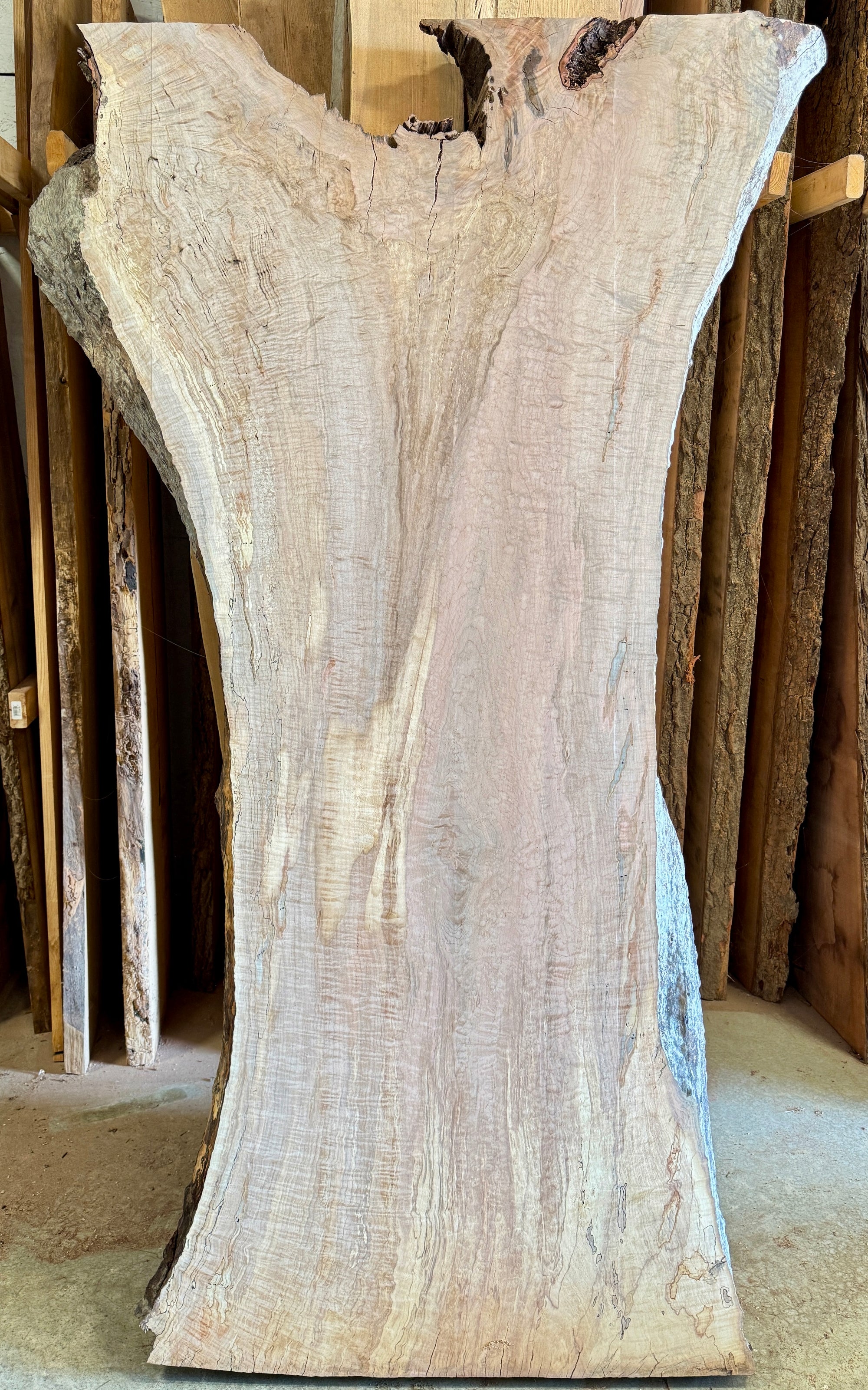 Large curly maple slab