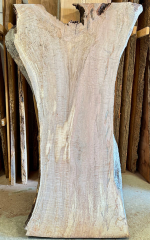Large curly maple slab