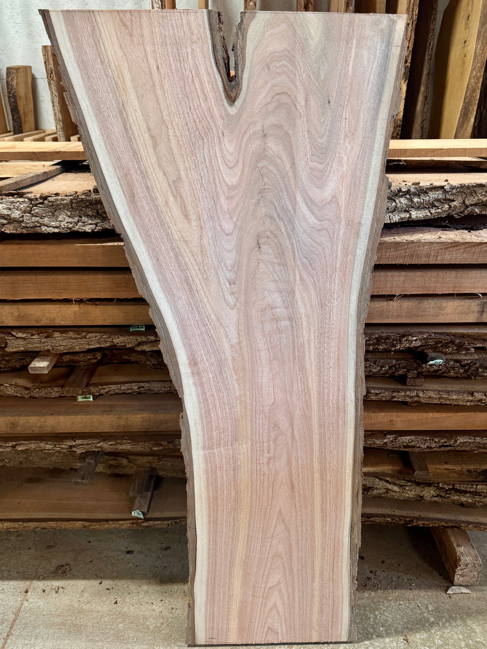 Rare Butternut/White Walnut Slab